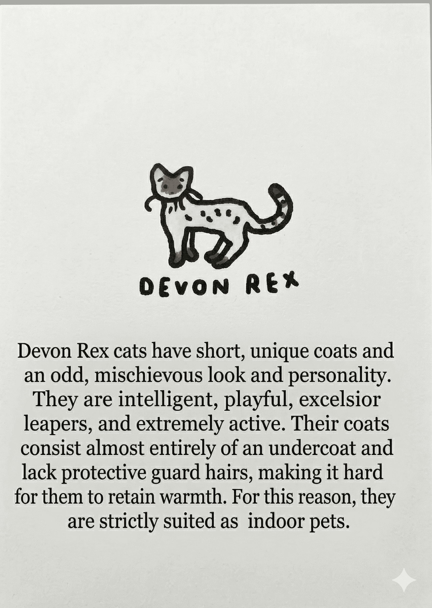 Devon Rex breed note