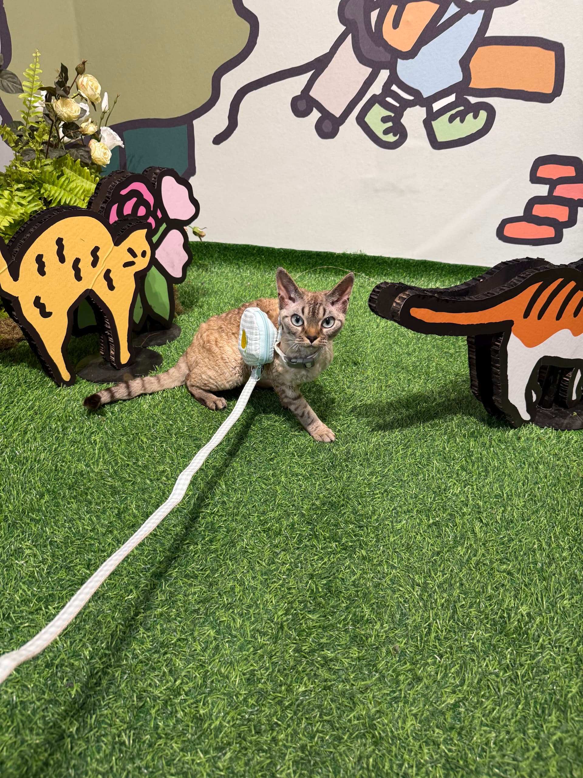 Kimi the Devon Rex cat