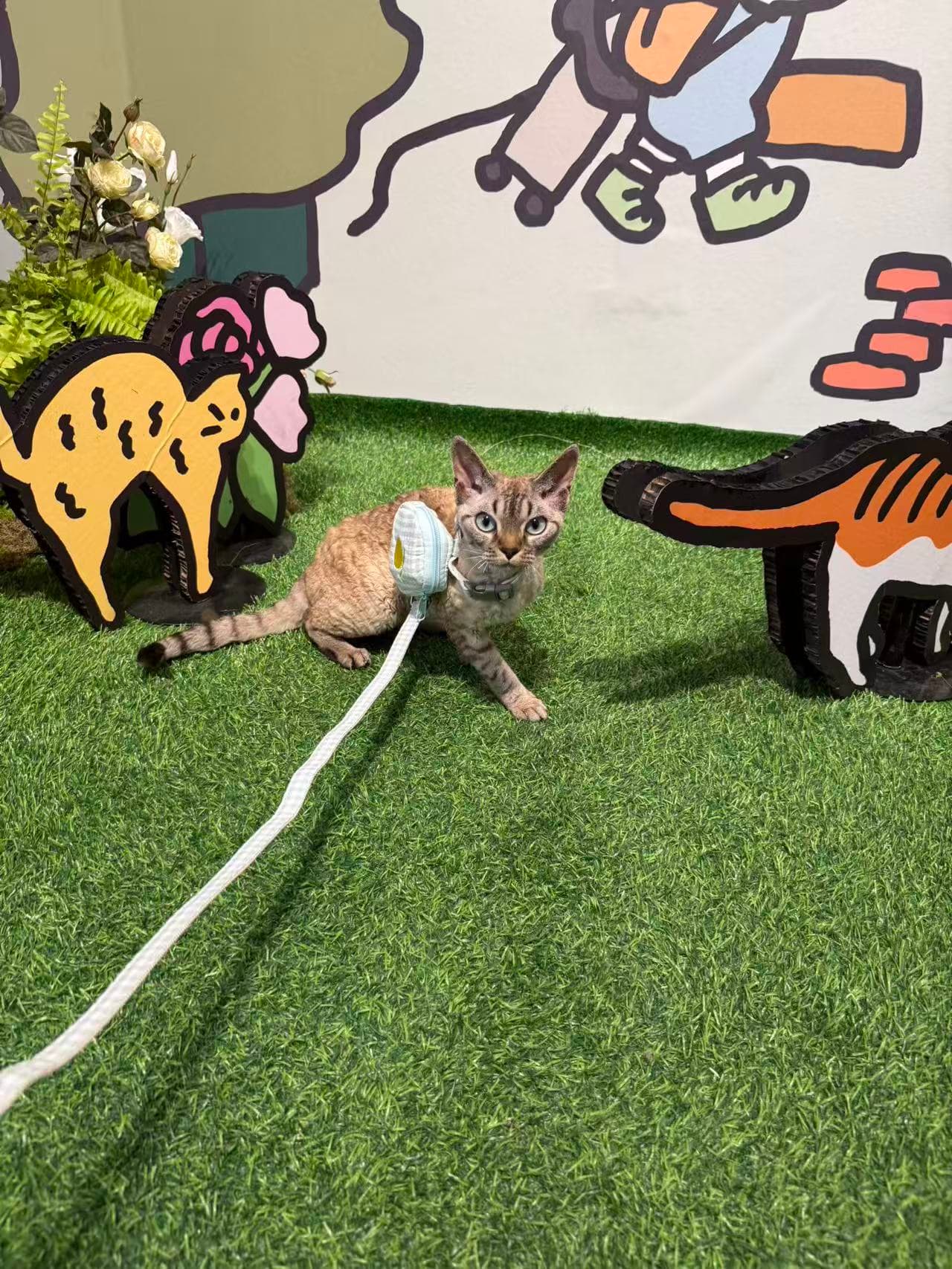 Kimi sitting in a cat-themed garden