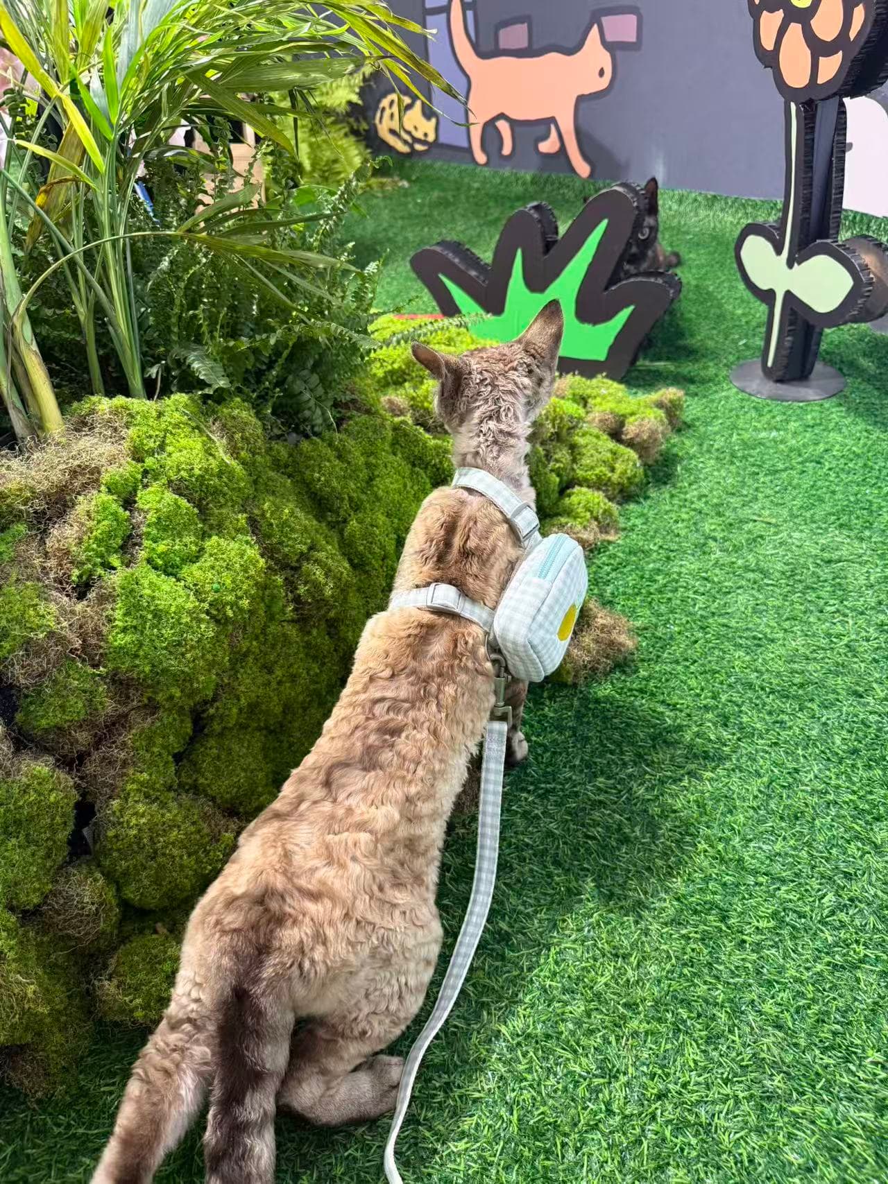 Kimi exploring a cat-themed garden path