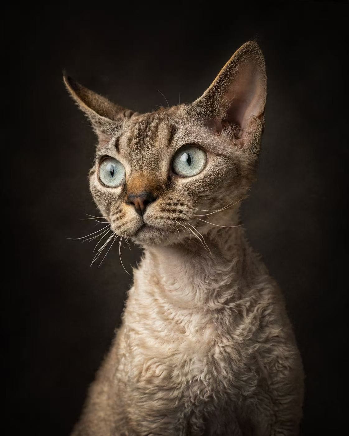 Portrait of Kimi the Devon Rex cat